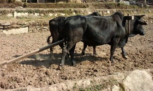मेलम्चीमा हल गोरु पाल्ने २ सय ४० किसानलाई प्रोत्साहन रकम