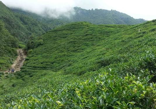 दुई महिनापछि भारततर्फ नेपाली चिया निर्यात सहज, उद्योगीमा राहत